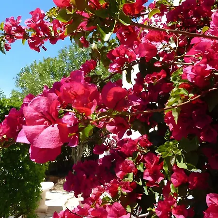 Villa Rose